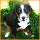 sennenhund